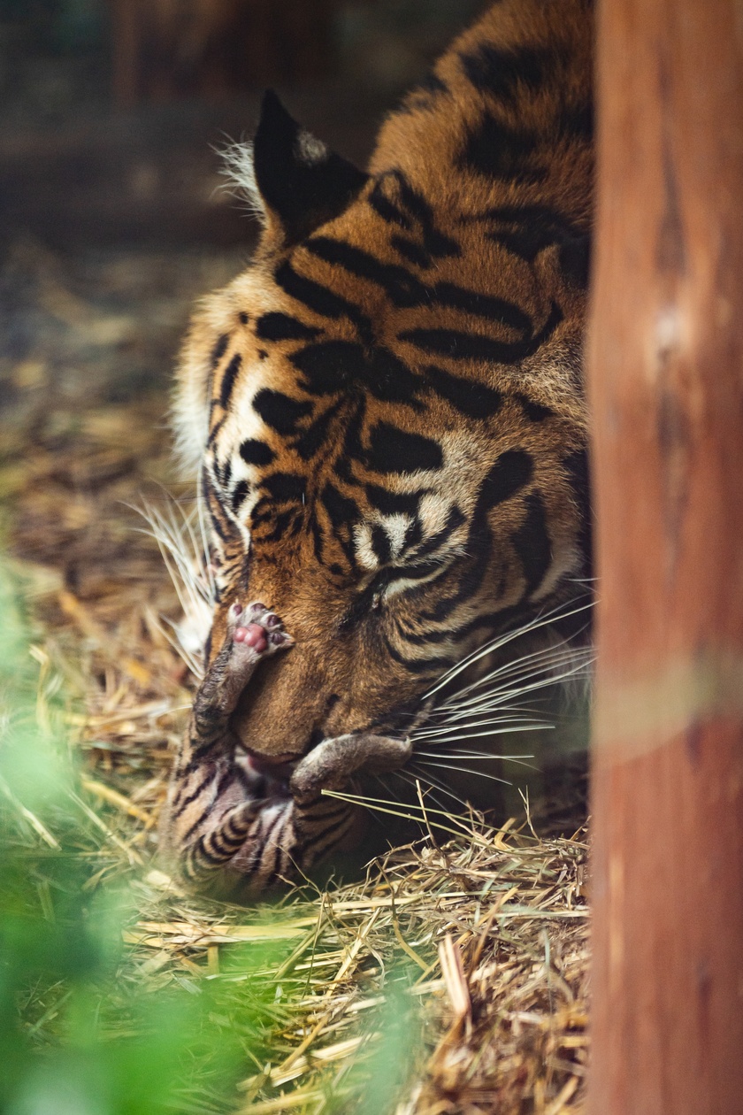 Małe tygrysy sumatrzańskie z wrocławskiego zoo