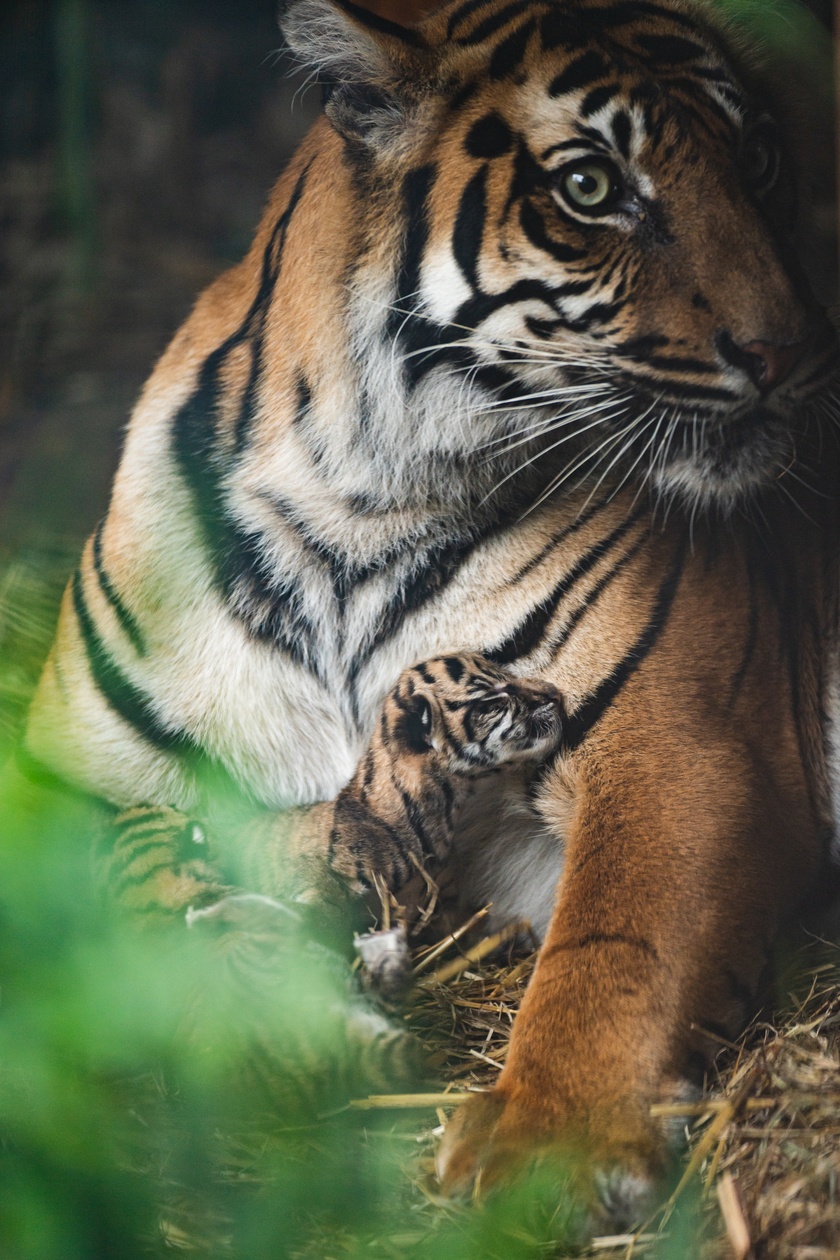 Małe tygrysy sumatrzańskie z wrocławskiego zoo