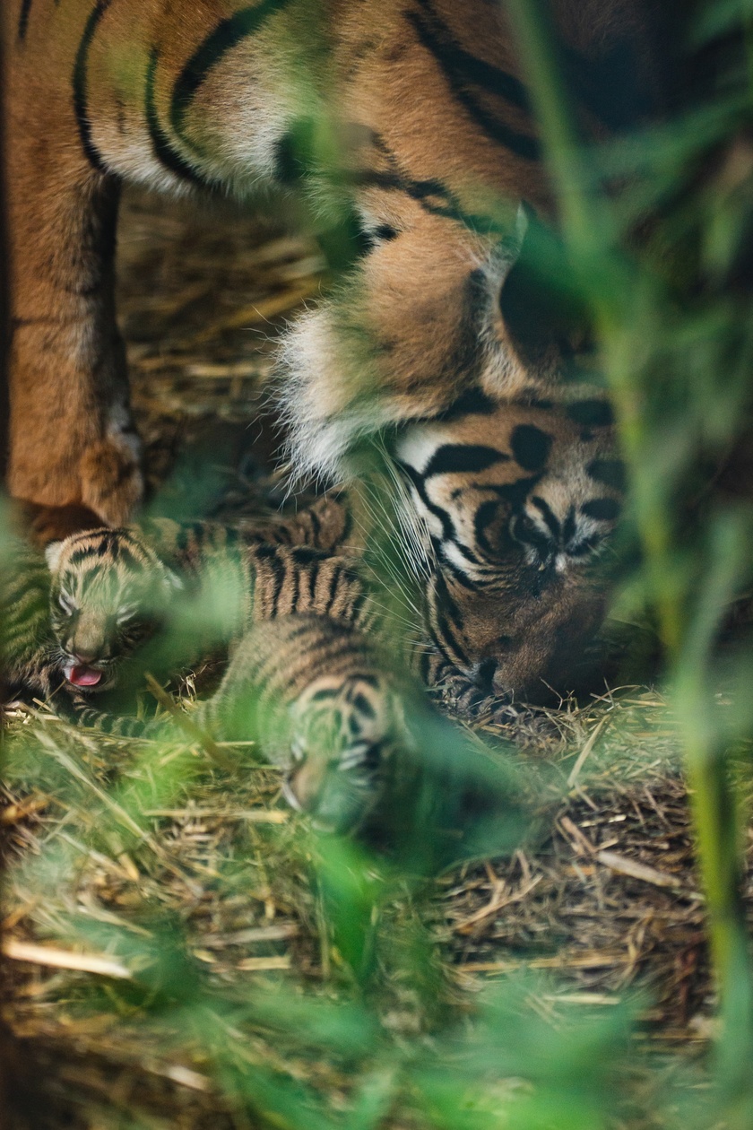 Małe tygrysy sumatrzańskie z wrocławskiego zoo