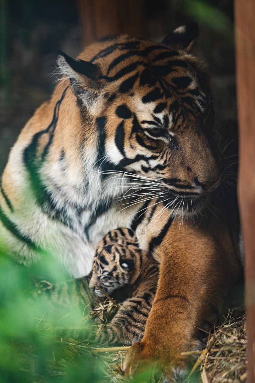 Małe tygrysy sumatrzańskie z wrocławskiego zoo