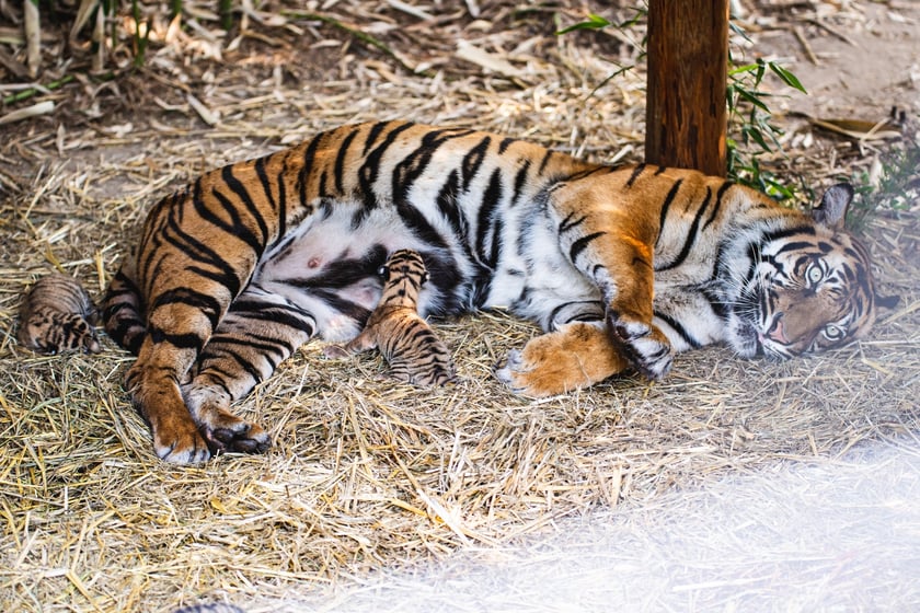 Małe tygrysy sumatrzańskie z wrocławskiego zoo