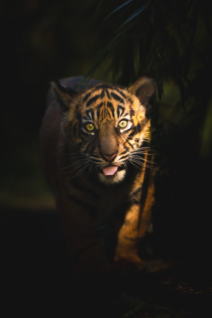Małe tygrysy sumatrzańskie z wrocławskiego zoo