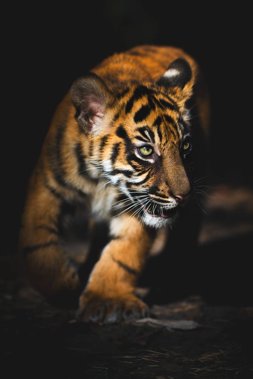 Małe tygrysy sumatrzańskie z wrocławskiego zoo