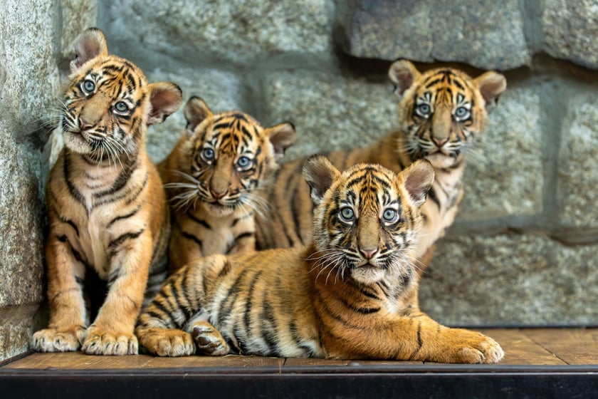 Małe tygrysy sumatrzańskie z wrocławskiego zoo