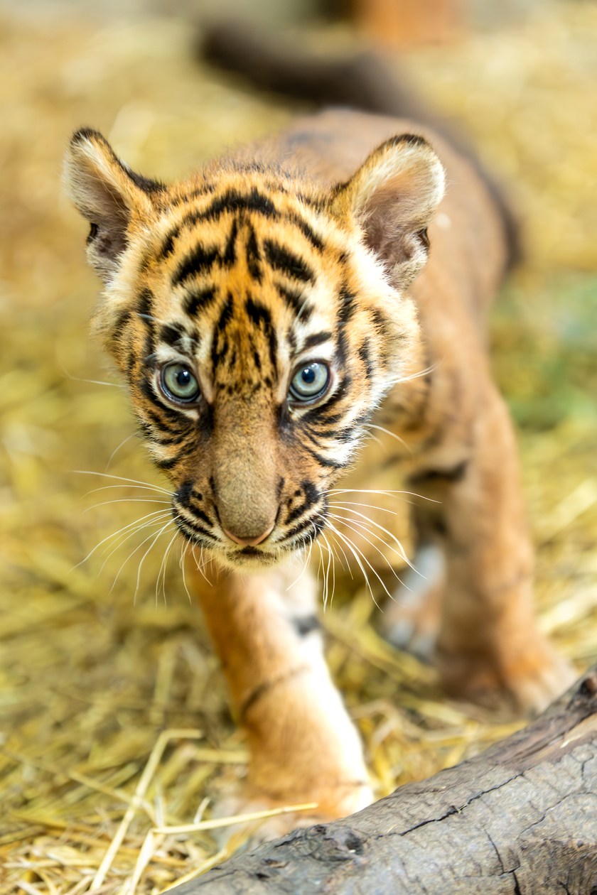 Małe tygrysy sumatrzańskie z wrocławskiego zoo