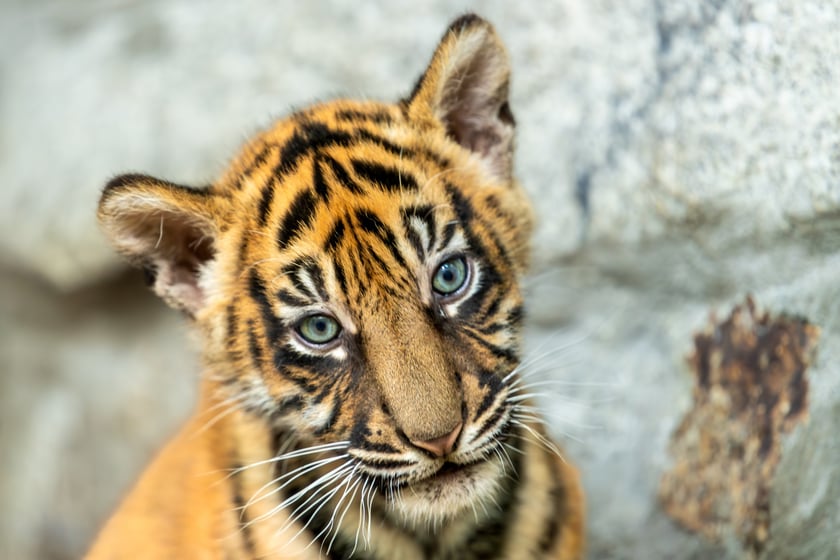 Małe tygrysy sumatrzańskie z wrocławskiego zoo