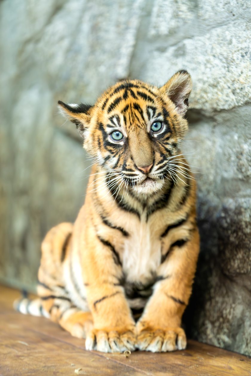 Małe tygrysy sumatrzańskie z wrocławskiego zoo