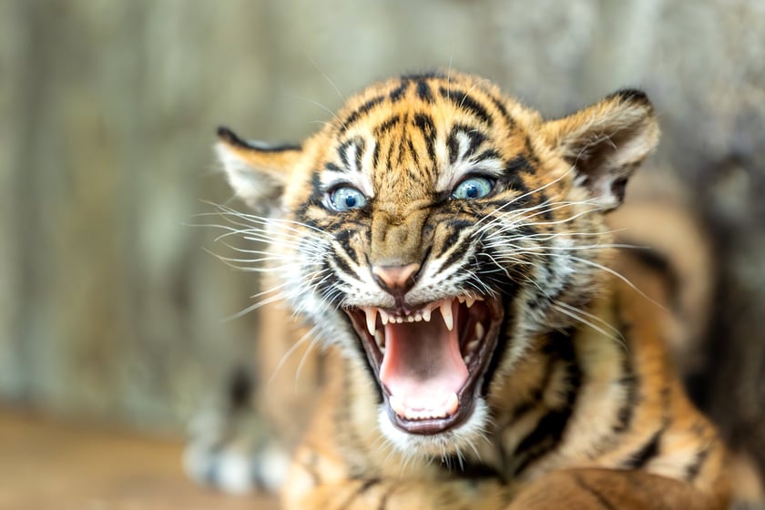 Małe tygrysy sumatrzańskie z wrocławskiego zoo