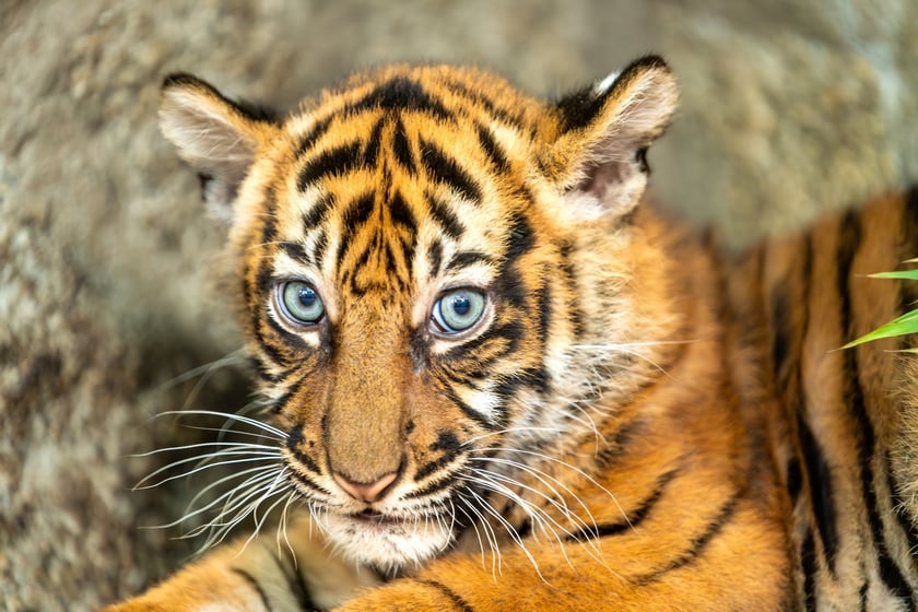 Małe tygrysy sumatrzańskie z wrocławskiego zoo