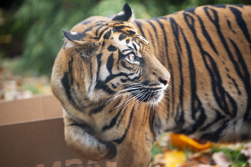 Tygrysy sumatrzańskie z wrocławskiego zoo