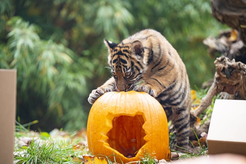 Tygrysy sumatrzańskie z wrocławskiego zoo