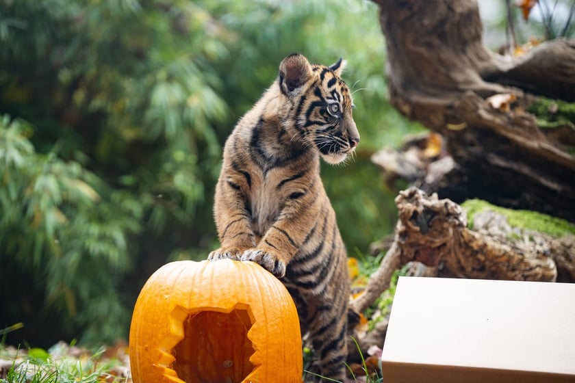 Tygrysy sumatrzańskie z wrocławskiego zoo