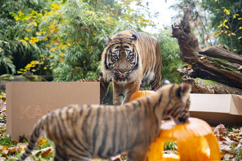 Tygrysy sumatrzańskie z wrocławskiego zoo