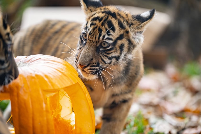 Tygrysy sumatrzańskie z wrocławskiego zoo