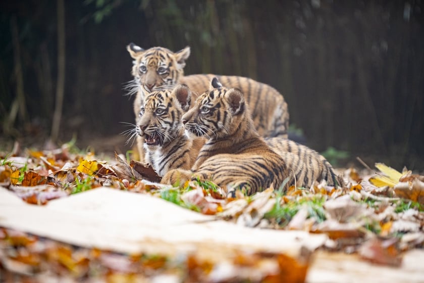 Tygrysy sumatrzańskie z wrocławskiego zoo