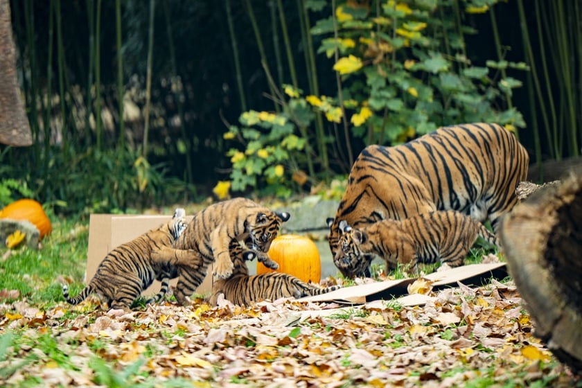 Tygrysy sumatrzańskie z wrocławskiego zoo