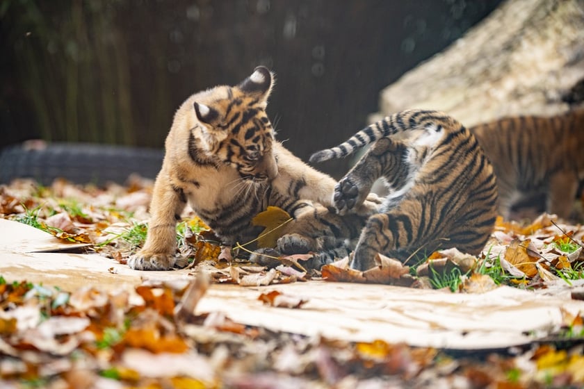 Tygrysy sumatrzańskie z wrocławskiego zoo