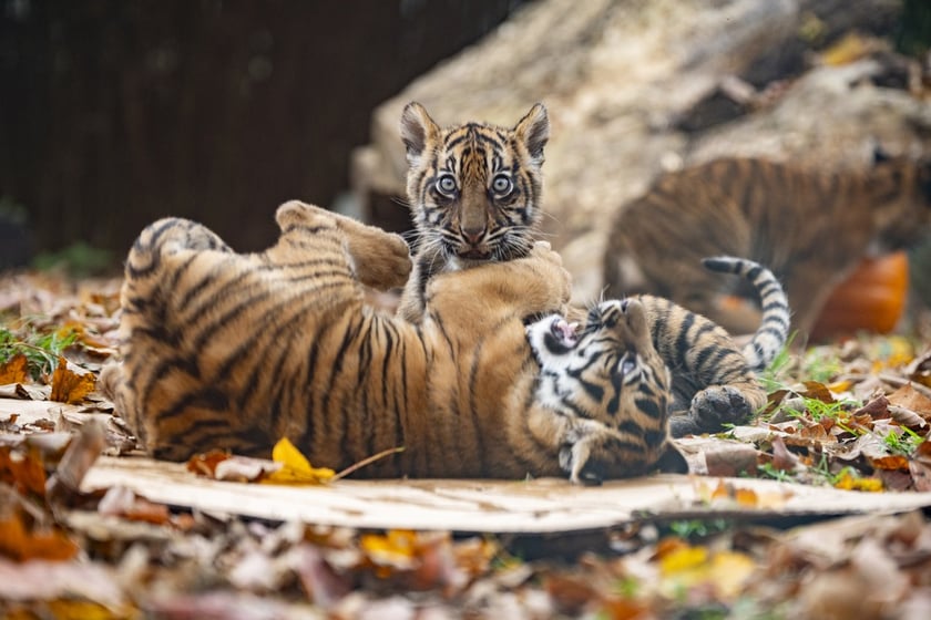 Tygrysy sumatrzańskie z wrocławskiego zoo