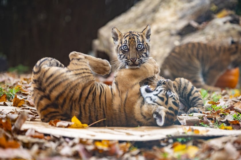 Tygrysy sumatrzańskie z wrocławskiego zoo