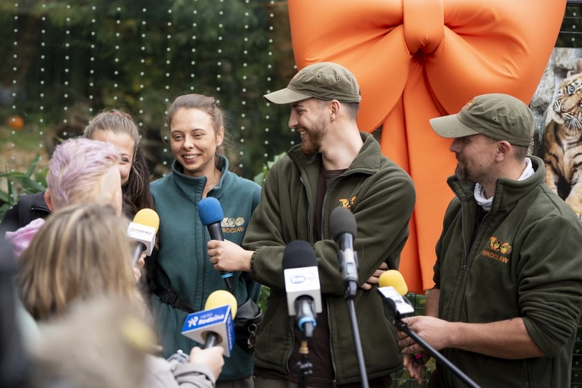 Tygrysy sumatrzańskie z wrocławskiego zoo