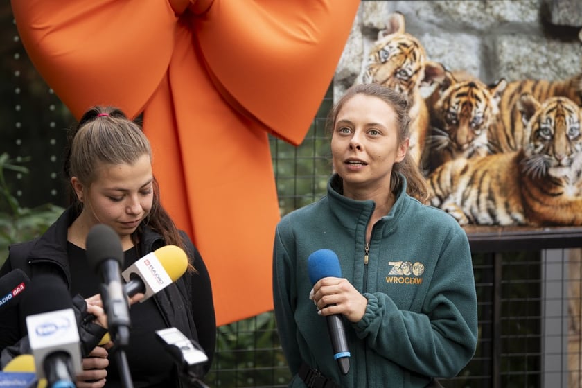 Tygrysy sumatrzańskie z wrocławskiego zoo