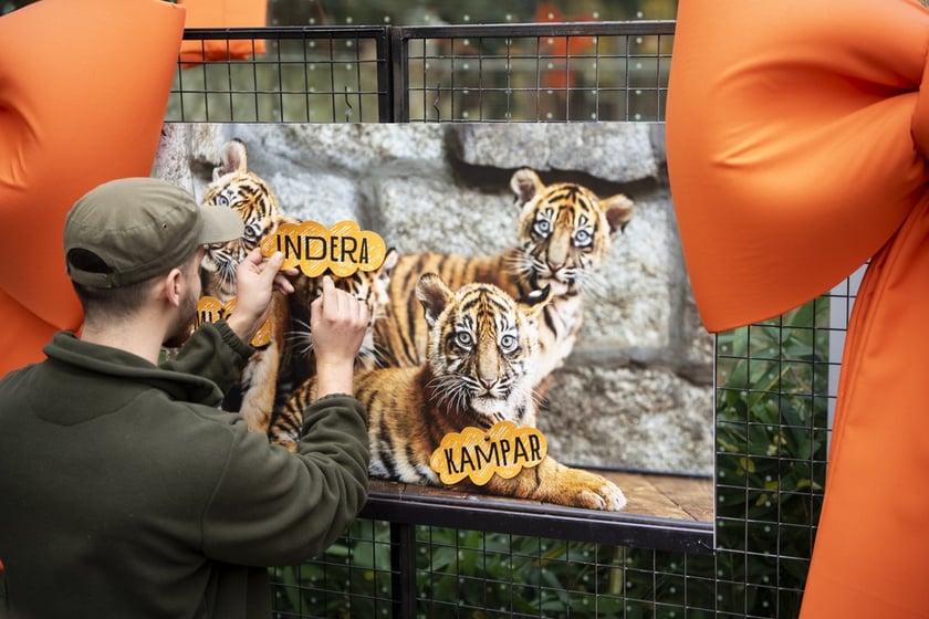 Tygrysy sumatrzańskie z wrocławskiego zoo