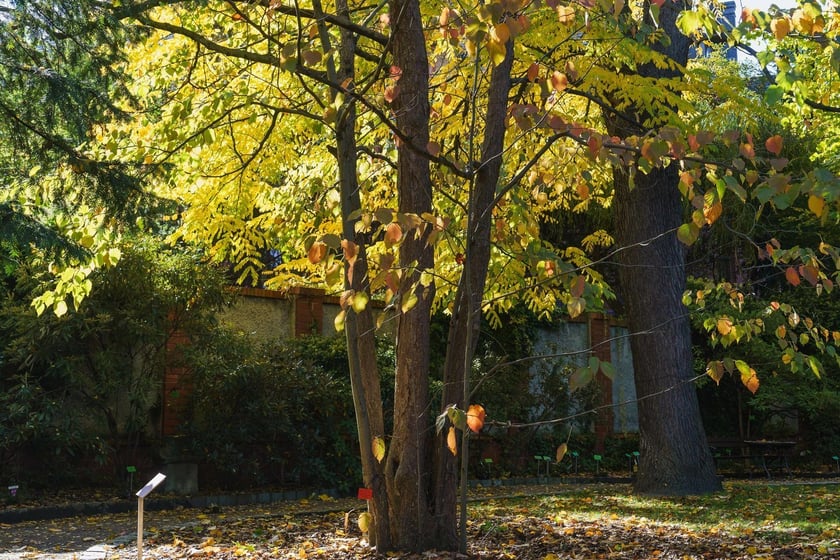 Ogr&oacute;d Botaniczny w kolorach jesieni