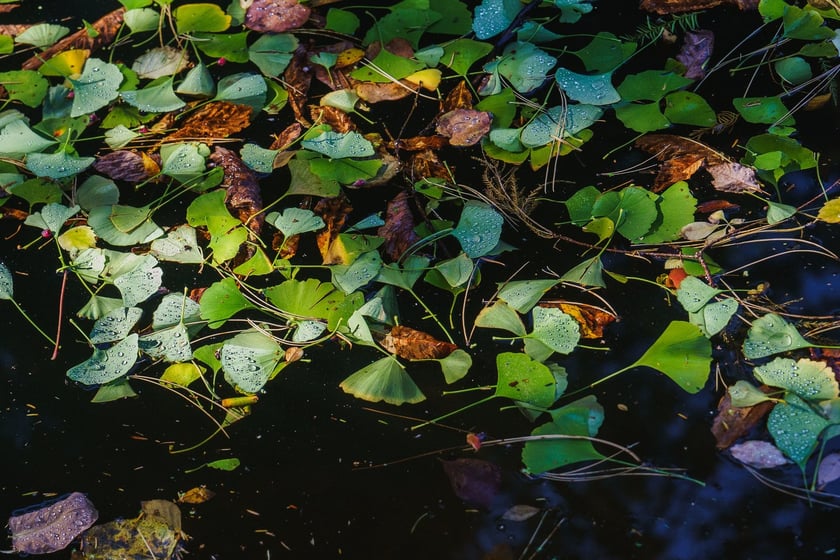 Ogr&oacute;d Botaniczny w kolorach jesieni