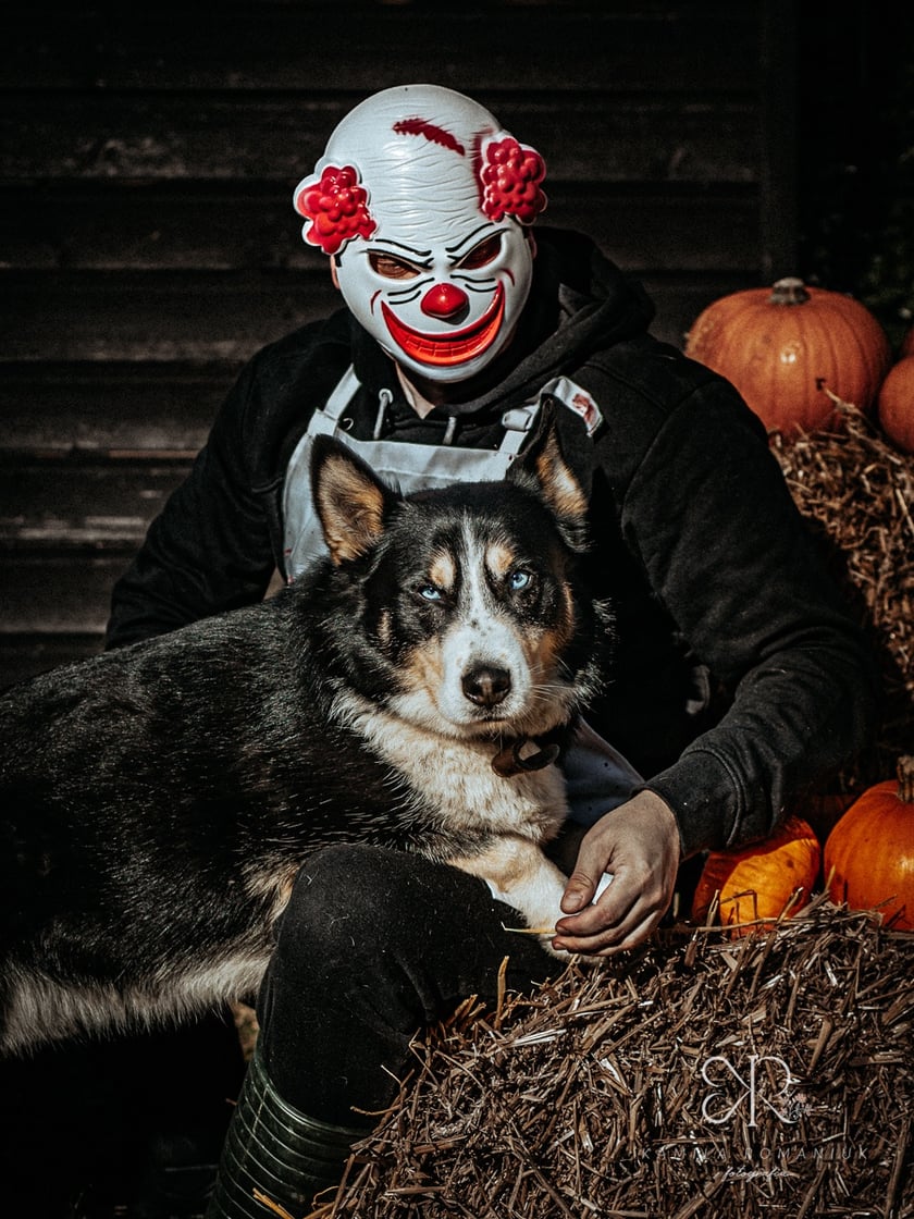 Diabelnie urocze zwierzęta ze schroniska polecają się do adopcji - niezwykła sesja na Halloween