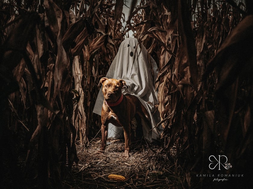Diabelnie urocze zwierzęta ze schroniska polecają się do adopcji - niezwykła sesja na Halloween