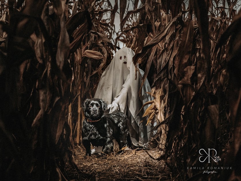 Diabelnie urocze zwierzęta ze schroniska polecają się do adopcji - niezwykła sesja na Halloween