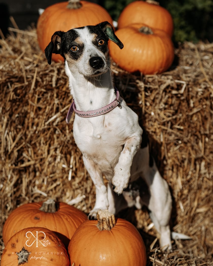 Diabelnie urocze zwierzęta ze schroniska polecają się do adopcji - niezwykła sesja na Halloween