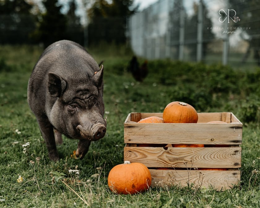 Diabelnie urocze zwierzęta ze schroniska polecają się do adopcji - niezwykła sesja na Halloween