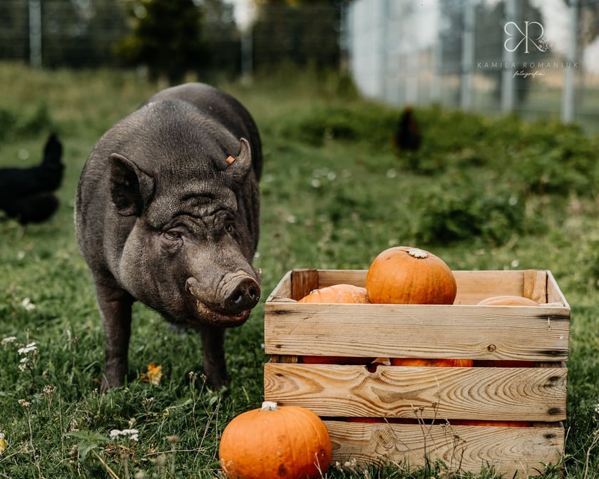 Diabelnie urocze zwierzęta ze schroniska polecają się do adopcji - niezwykła sesja na Halloween