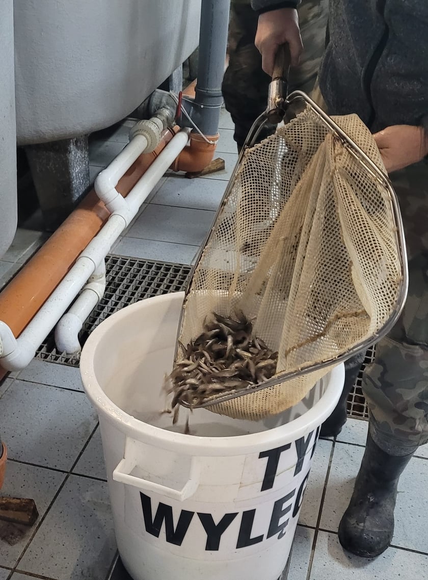 Zdjęcie z akcji Odrodzenie (wpuszczanie narybku do Odry)