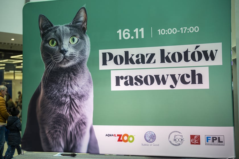 Pokaz Kotów Rasowych w Pasażu Grunwaldzkim we Wrocławiu