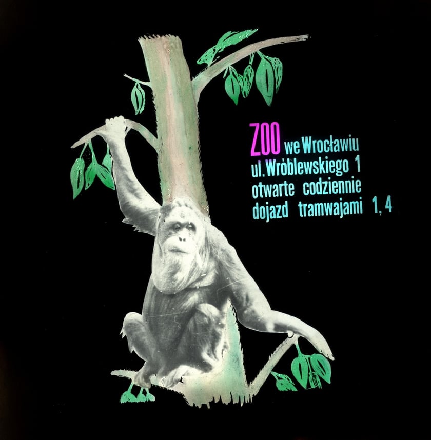 Slajdy reklamowe wrocławskiego zoo, lata 1957-1960