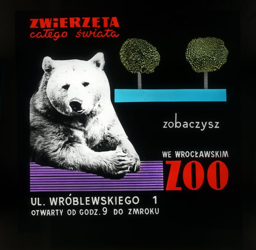 Slajdy reklamowe wrocławskiego zoo, lata 1957-1960