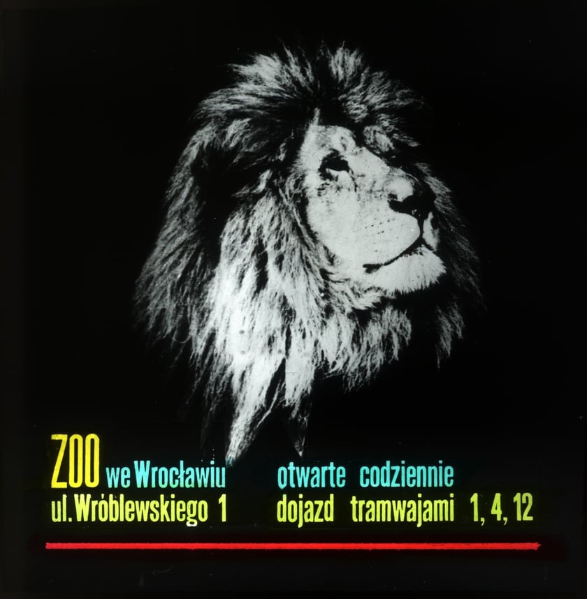 Slajdy reklamowe wrocławskiego zoo, lata 1957-1960