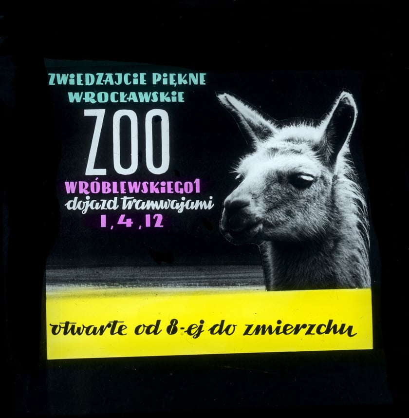 Slajdy reklamowe wrocławskiego zoo, lata 1957-1960