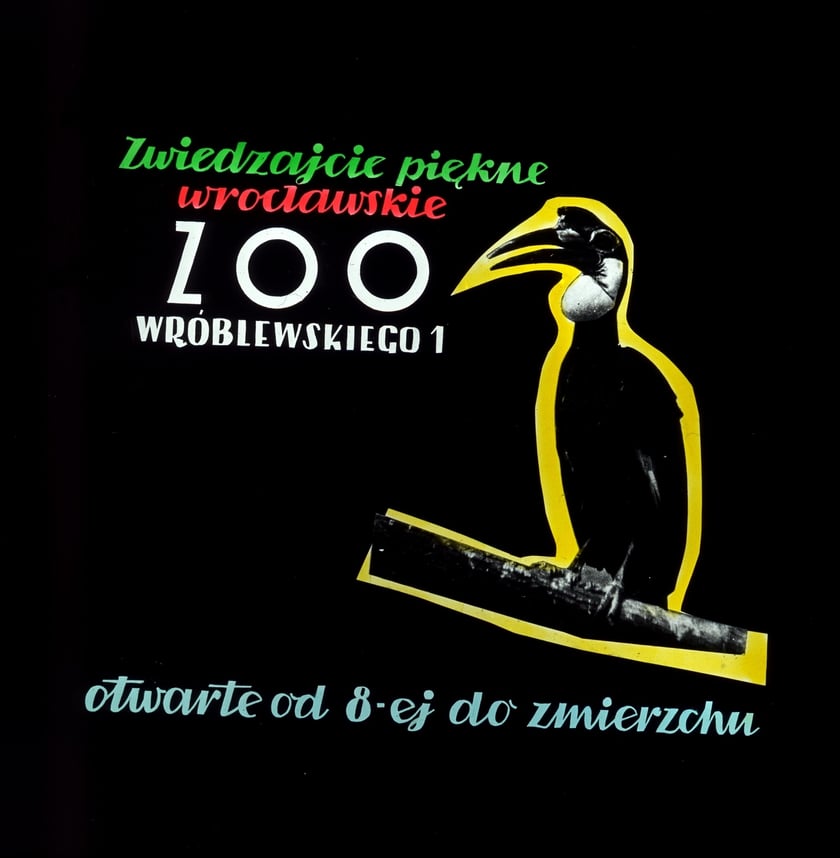 Slajdy reklamowe wrocławskiego zoo, lata 1957-1960