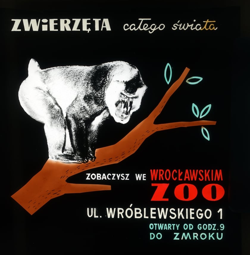 Slajdy reklamowe wrocławskiego zoo, lata 1957-1960