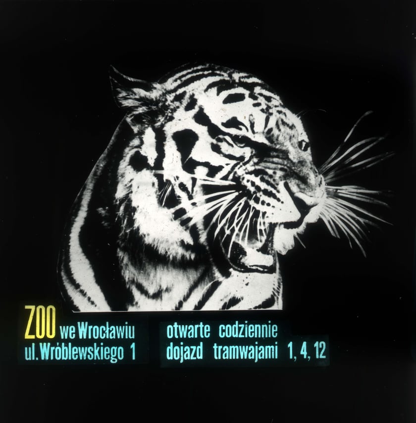 Slajdy reklamowe wrocławskiego zoo, lata 1957-1960