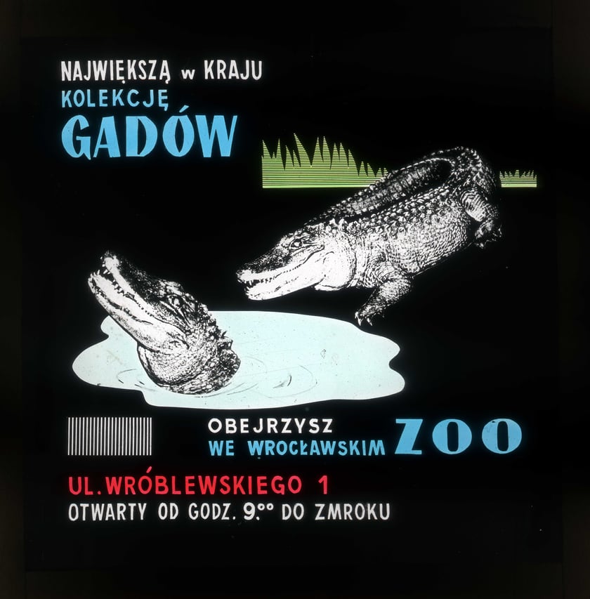 Slajdy reklamowe wrocławskiego zoo, lata 1957-1960