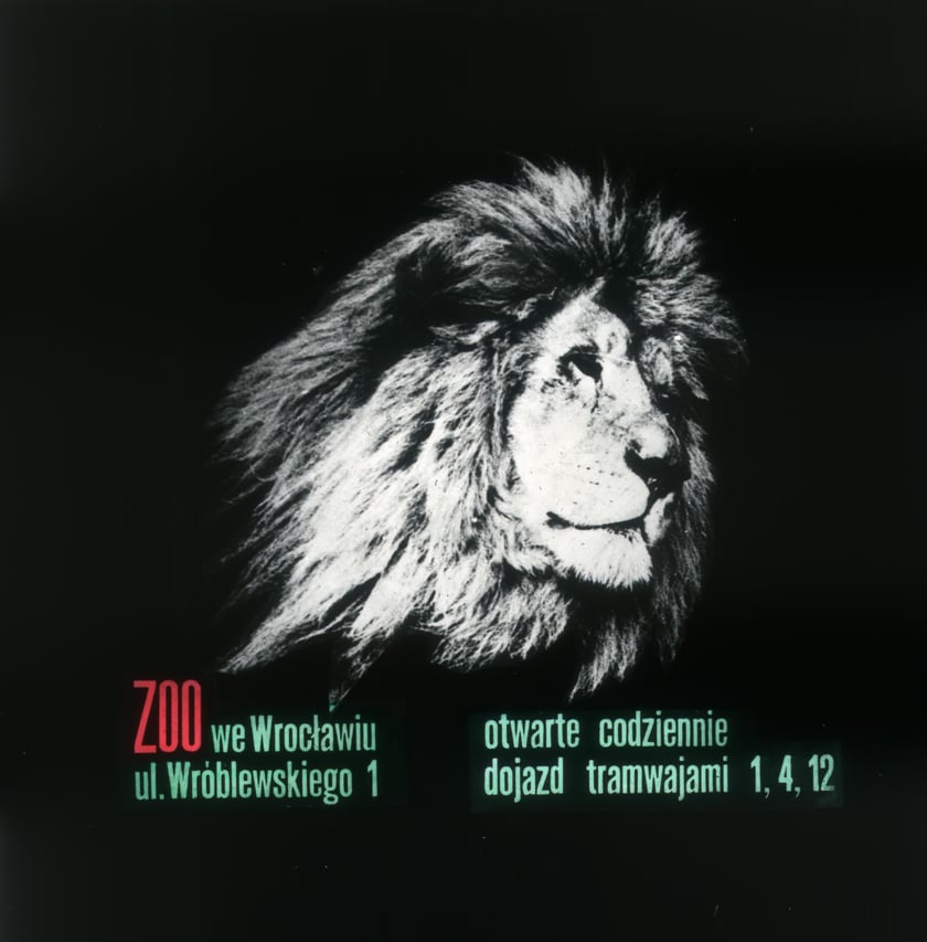 Slajdy reklamowe wrocławskiego zoo, lata 1957-1960