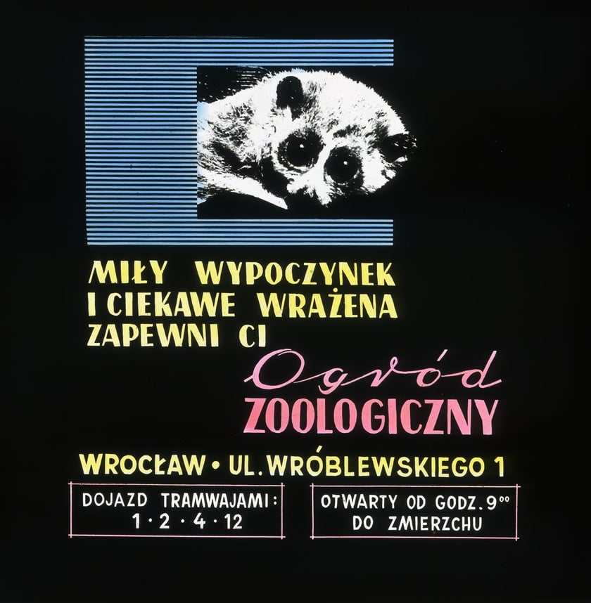 Slajdy reklamowe wrocławskiego zoo, lata 1957-1960