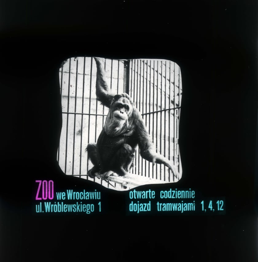 Slajdy reklamowe wrocławskiego zoo, lata 1957-1960