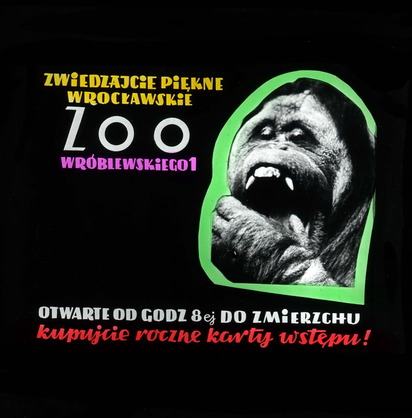 Slajdy reklamowe wrocławskiego zoo, lata 1957-1960