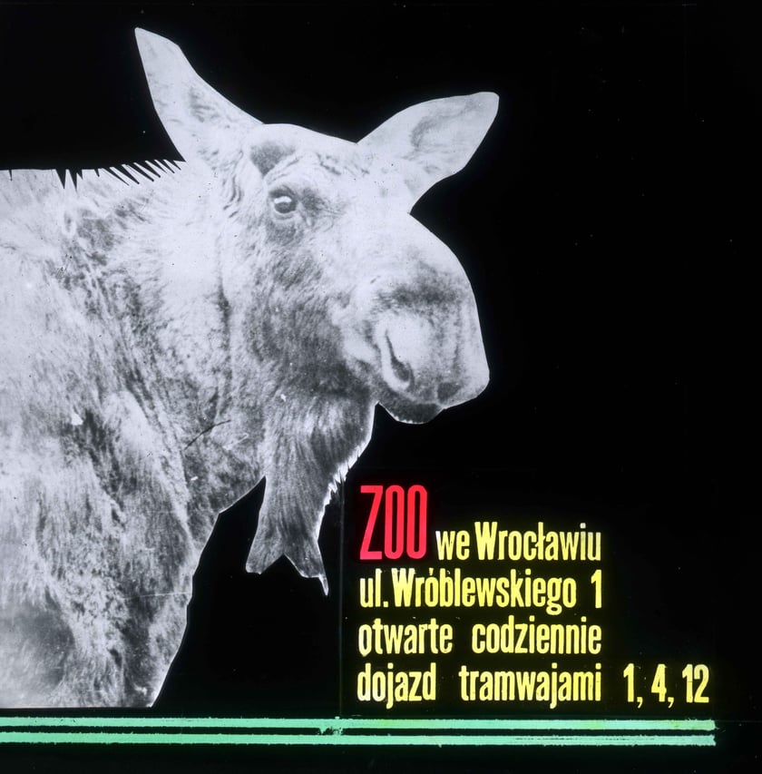 Slajdy reklamowe wrocławskiego zoo, lata 1957-1960