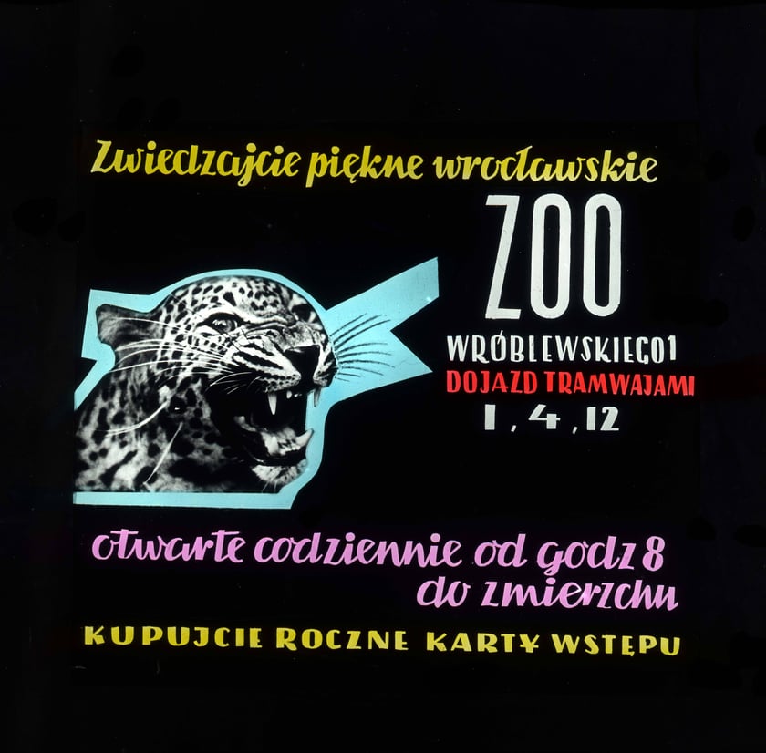 Slajdy reklamowe wrocławskiego zoo, lata 1957-1960